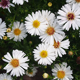 aster dumosus alba